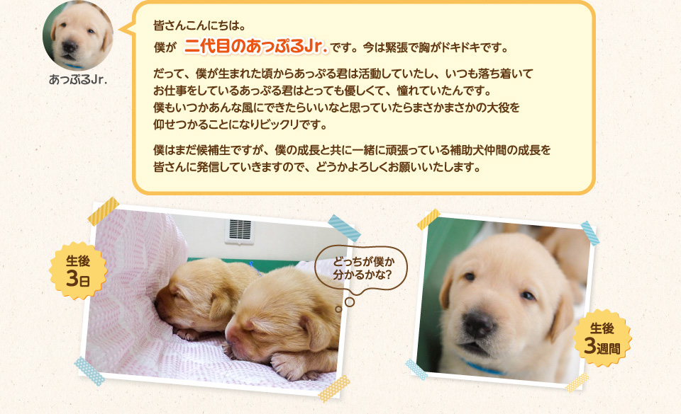 皆さんこんにちは。僕が二代目のあっぷるJr.です。です。今は緊張で胸がドキドキです。だって、僕が生まれた頃からあっぷる君は活動していたし、いつも落ち着いて
        お仕事をしているあっぷる君はとっても優しくて、憧れていたんです。
        僕もいつかあんな風にできたらいいなと思っていたらまさかまさかの大役を仰せつかることになりビックリです。僕はまだ候補生ですが、僕の成長と共に一緒に頑張っている補助犬仲間の成長を皆さんに発信していきますので、どうかよろしくお願いいたします。
