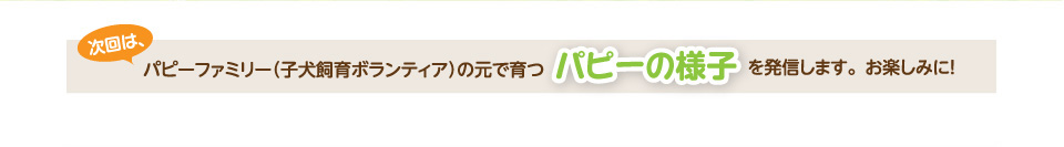 次回は、パピーファミリー（子犬飼育ボランティア）の元で育つパピーの様子を発信します。お楽しみに！