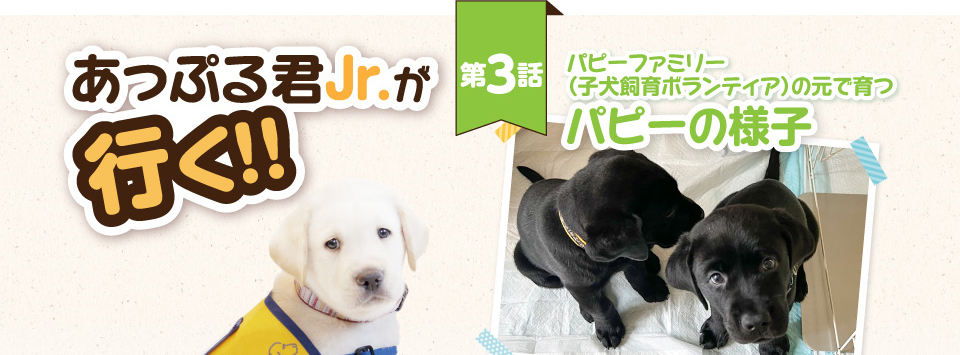 【あっぷる君Jr.が行く！】第3話 パピーファミリー（子犬ボランティア）の元で育つパピーの様子