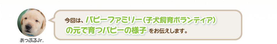 今回は、パピーファミリー（子犬飼育ボランティア）の元で育つパピーの様子をお伝えします。