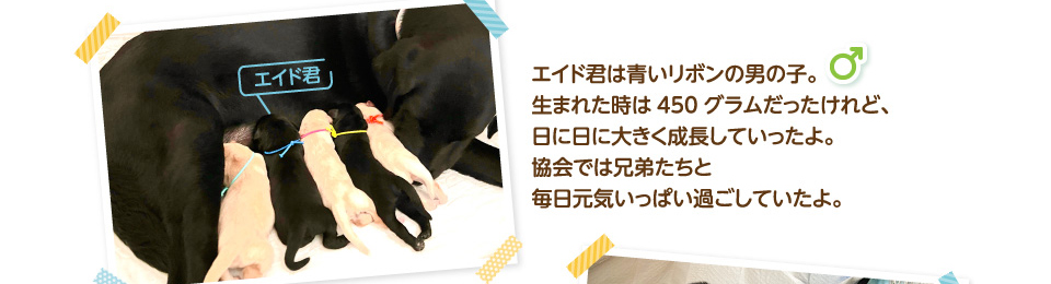 エイド君は青いリボンの男の子。生まれた時は450グラムだったけれど、日に日に大きく成長していったよ。協会では兄弟たちと毎日元気いっぱい過ごしていたよ。