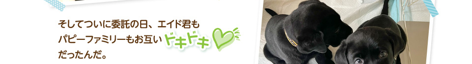 そしてついに委託の日、エイド君もパピーファミリーもお互いドキドキだったんだ。