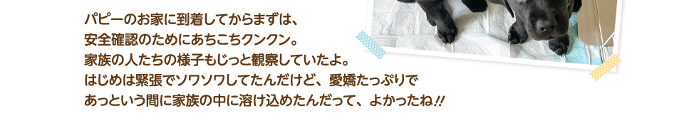 パピーのお家に到着してからまずは、安全確認のためにあちこちクンクン。家族の人たちの様子もじっと観察していたよ。はじめは緊張でソワソワしてたんだけど、愛嬌たっぷりであっという間に家族の中に溶け込めたんだって、よかったね！！