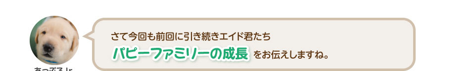 さて今回も前回に引き続きエイド君たちパピーファミリーの成長をお伝えしますね。