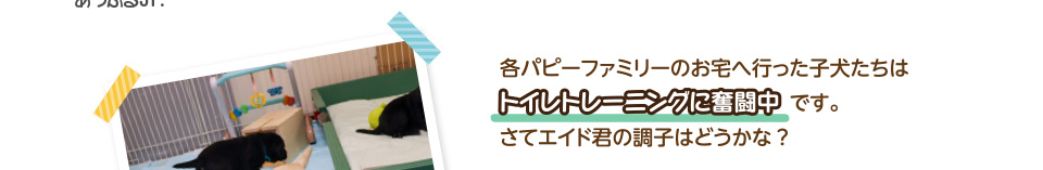 各パピーファミリーのお宅へ行った子犬たちはトイレトレーニングに奮闘中です。さてエイド君の調子はどうかな?