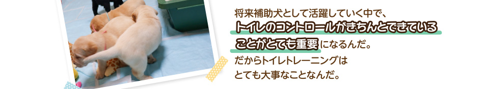 将来補助犬として活躍していく中で、トイレのコントロールがきちんとできていることがとても重要になるんだ。だからトイレトレーニングは
        とても大事なことなんだ。