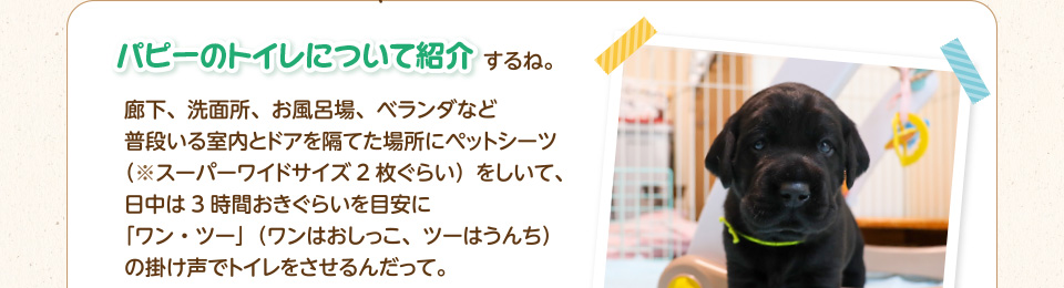 廊下、洗面所、お風呂場、ベランダなど普段いる室内とドアを隔てた場所にペットシーツ（※スーパーワイドサイズ2枚ぐらい）をしいて、日中は3時間おきぐらいを目安に「ワン・ツー」（ワンはおしっこ、ツーはうんち）の掛け声でトイレをさせるんだって。