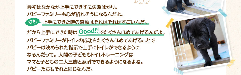 最初はなかなか上手にできずに失敗ばかり。パピーファミリーも心が折れそうになるんだよ。でも上手にできた時の感動はそれはそれはすごいんだ。だから上手にできた時はGood!!でたくさんほめてあげるんだよ。パピーファミリーがトイレの成功をたくさんほめてあげることでパピーは決められた指示で上手にトイレができるようになるんだって。人間の子供もトイレトレーニングはママと子どもの二人三脚と忍耐でできるようになるよね。パピーたちもそれと同じなんだ。