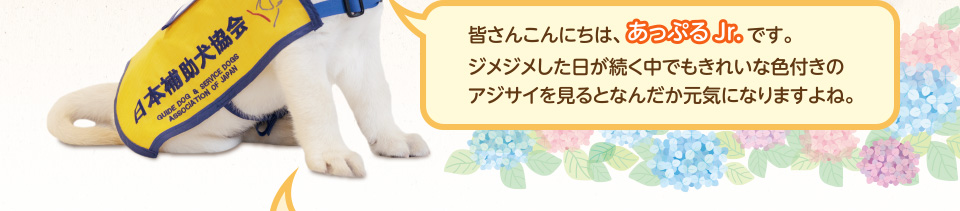 皆さんこんにちは、あっぷるJrです。ジメジメした日が続く中でもきれいな色付きのアジサイを見るとなんだか元気になりますよね。