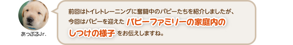 前回はトイレトレーニングに奮闘中のパピーたちを紹介しましたが、今回はパピーを迎えたパピーファミリーの家庭内のしつけの様子をお伝えしますね。