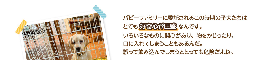 パピーファミリーに委託されるこの時期の子犬たちはとても好奇心が旺盛なんです。いろいろなものに関心があり、物をかじったり、口に入れてしまうこともあるんだ。誤って飲み込んでしまうととっても危険だよね。