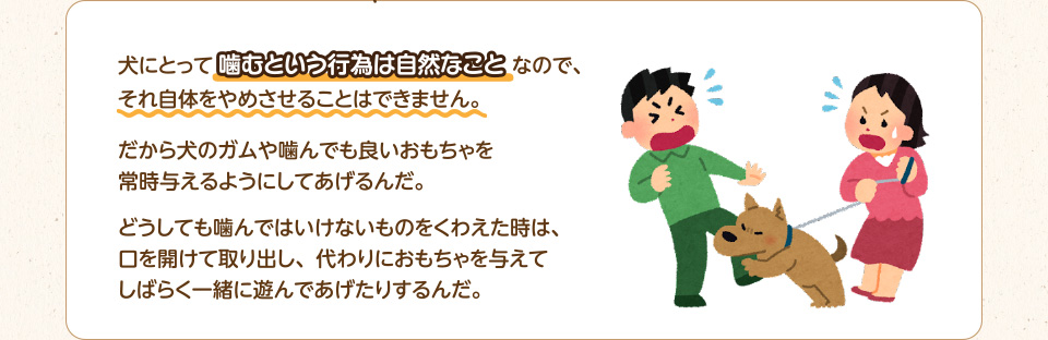 犬にとって噛むという行為は自然なことなので、それ自体をやめさせることはできません。だから犬のガムや噛んでも良いおもちゃを常時与えるようにしてあげるんだ。どうしても噛んではいけないものをくわえた時は、口を開けて取り出し、代わりにおもちゃを与えてしばらく一緒に遊んであげたりするんだ。