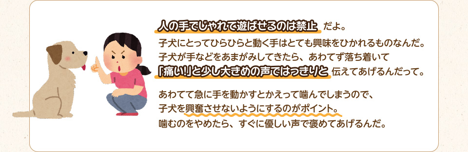 人の手でじゃれて遊ばせるのは禁止だよ。子犬にとってひらひらと動く手はとても興味をひかれるものなんだ。子犬が手などをあまがみしてきたら、あわてず落ち着いて「痛い！」と少し大きめの声ではっきりと伝えてあげるんだって。あわてて急に手を動かすとかえって噛んでしまうので、子犬を興奮させないようにするのがポイント。噛むのをやめたら、すぐに優しい声で褒めてあげるんだ。