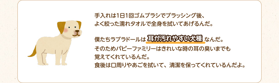 手入れは１日１回ゴムブラシでブラッシング後、よく絞った濡れタオルで全身を拭いてあげるんだ。僕たちラブラドールは耳が汚れやすい犬種なんだ。そのためパピーファミリーはきれいな時の耳の臭いまでも覚えてくれているんだ。食後は口周りやあごを拭いて、清潔を保ってくれているんだよ。