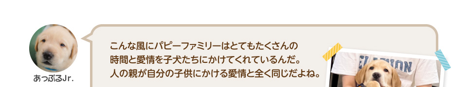 こんな風にパピーファミリーはとてもたくさんの時間と愛情を子犬たちにかけてくれているんだ。人の親が自分の子供にかける愛情と全く同じだよね。