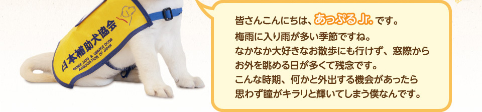 皆さんこんにちは、あっぷるJrです。梅雨に入り雨が多い季節ですね。
        なかなか大好きなお散歩にも行けず、窓際からお外を眺める日が多くて残念です。こんな時期、何かと外出する機会があったら思わず瞳がキラリと輝いてしまう僕なんです。