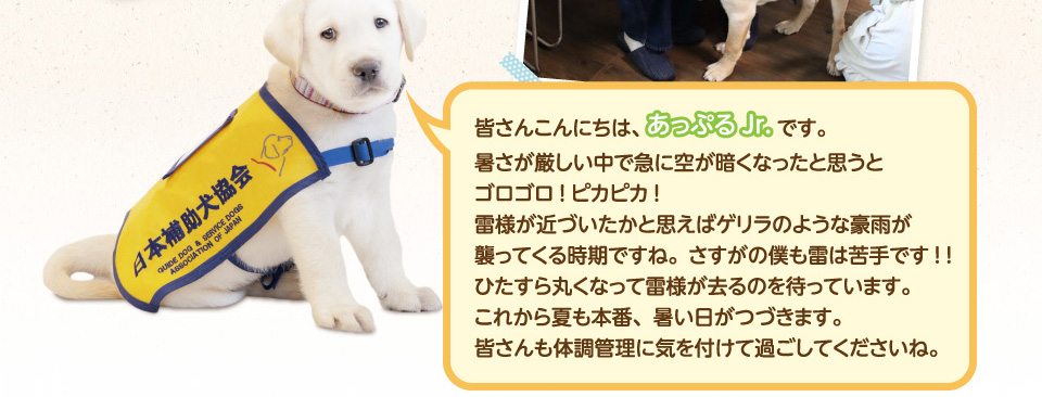 皆さんこんにちは、あっぷるJrです。暑さが厳しい中で急に空が暗くなったと思うとゴロゴロ!ピカピカ!雷様が近づいたかと思えばゲリラのような豪雨が襲ってくる時期ですね。さすがの僕も雷は苦手です!！ひたすら丸くなって雷様が去るのを待っています。これから夏も本番に、暑い日がつづきます。皆さんも体調管理気を付けて過ごしてくださいね。