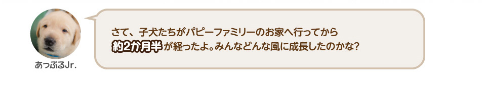 さて、子犬たちがパピーファミリーのお家へ行ってから約２か月半が経ったよ。みんなどんな風に成長したのかな？