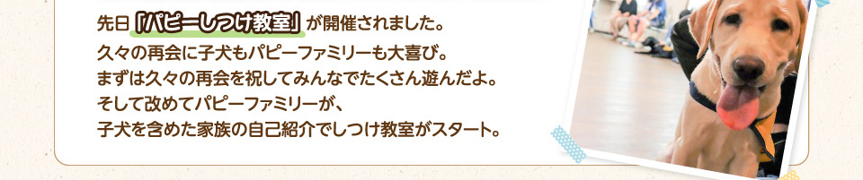 先日「パピーしつけ教室」が開催されました。久々の再会に子犬もパピーファミリーも大喜び。まずは久々の再会を祝してみんなでたくさん遊んだよ。そして改めてパピーファミリーが、子犬を含めた家族の自己紹介でしつけ教室がスタート。