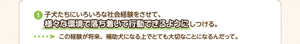 1.子犬たちにいろいろな社会経験をさせて、様々な環境で落ち着いて行動できるようにしつける。→この経験が将来、補助犬になる上でとても大切なことになるんだって。