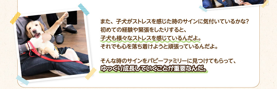 また、子犬がストレスを感じた時のサインに気付いているかな？初めての経験や緊張をしたりすると、子犬も様々なストレスを感じているんだよ。それでも心を落ち着けようと頑張っているんだよ。そんな時のサインをパピーファミリーに見つけてもらって、ゆっくり成長していくことが重要なんだ。