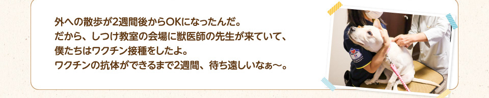 外への散歩が２週間後からＯＫになったんだ。だから、しつけ教室の会場に獣医師の先生が来ていて、僕たちはワクチン接種をしたよ。ワクチンの抗体ができるまで２週間、待ち遠しいなぁ～。