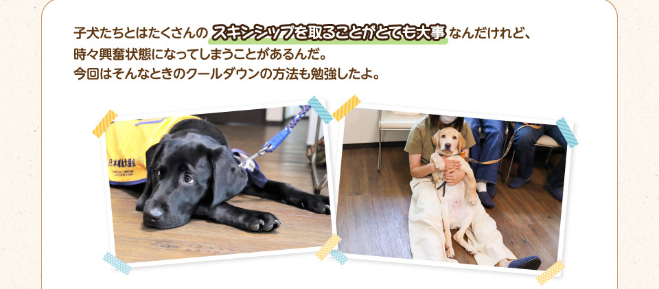 子犬たちとはたくさんのスキンシップを取ることがとても大事なんだけれど、時々興奮状態になってしまうことがあるんだ。今回はそんなときのクールダウンの方法も勉強したよ。