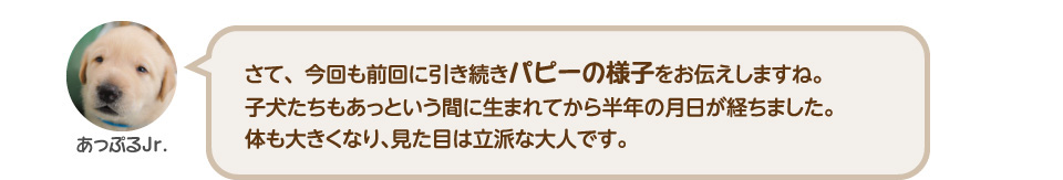 さて、今回も前回に引き続きパピーの様子をお伝えしますね。子犬たちもあっという間に生まれてから半年の月日が経ちました。体も大きくなり、見た目は立派な大人です。