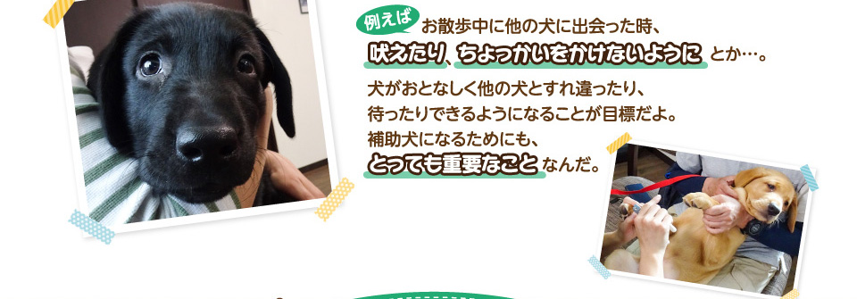 例えば…お散歩中に他の犬に出会った時、吠えたり、ちょっかいをかけないようにとか…。犬がおとなしく他の犬とすれ違ったり、待ったりできるようになることが目標だよ。補助犬になるためにも、とっても重要なことなんだ。