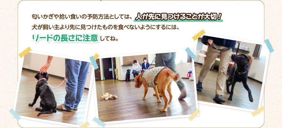 匂いかぎや拾い食いの予防方法としては、人が先に見つけることが大切!犬が飼い主より先に見つけたものを食べないようにするには、リードの長さに注意してね。