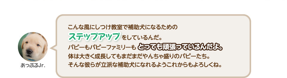 こんな風にしつけ教室で補助犬になるためのステップアップをしているんだ。パピーもパピーファミリーもとっても頑張っているんだよ。体は大きく成長してもまだまだやんちゃ盛りのパピーたち。そんな彼らが立派な補助犬になれるようこれからもよろしくね。