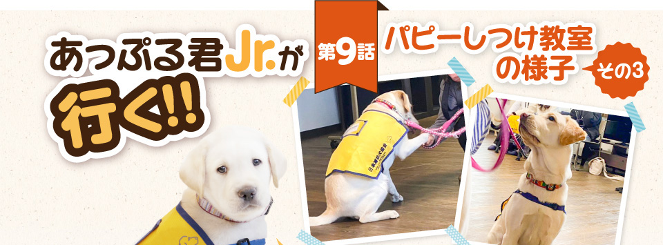 【あっぷる君Jr.が行く！】第9話 パピーしつけ教室の様子 その3
