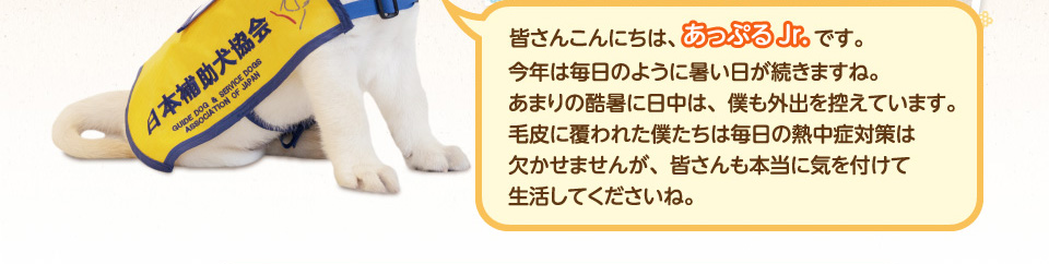 皆さんこんにちは、アップルJrです。今年は毎日のように暑い日が続きますね。あまりの酷暑に日中は、僕も外出を控えています。毛皮に覆われた僕たちは毎日の熱中症対策は欠かせませんが、皆さんも本当に気を付けて生活してくださいね。