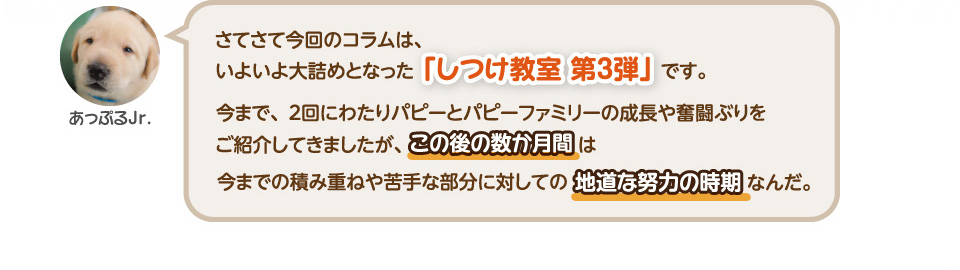 さてさて今回のコラムは、いよいよ大詰めとなった「しつけ教室第3弾」です。今まで、2回にわたりパピーとパピーファミリーの成長や奮闘ぶりをご紹介してきましたが、この後の数か月間は今までの積み重ねや苦手な部分に対しての地道な努力の時期なんだ。
