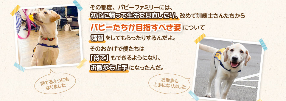 その都度、パピーファミリーには、初心に帰って生活を見直したり、改めて訓練士さんたちからパピーたちが目指すべき姿について講習をしてもらったりするんだよ。苦手な部分へのアプローチの仕方も訓練士さんたちは丁寧に根気よく指導してくれたんだ。そのおかげで僕たちは「待て」もできるようになり、お散歩も上手になったんだ。