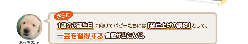 さらに！1歳のお誕生日に向けてパピーたちには「総仕上げの訓練」として、一芸を習得する宿題が出たんだ。