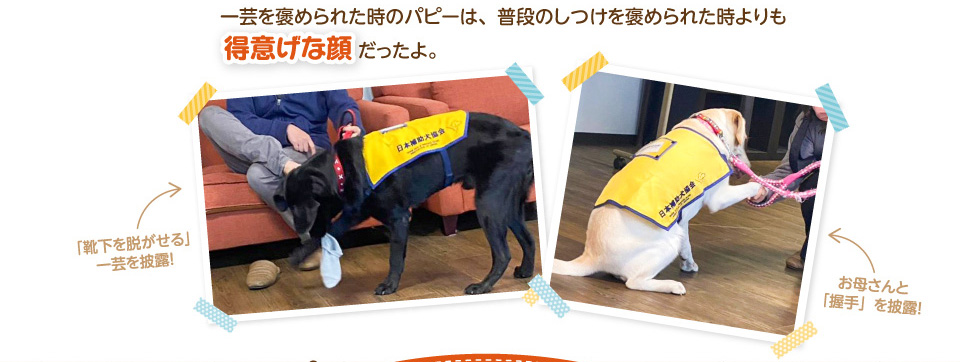 一芸を褒められた時のパピーは、普段のしつけを褒められた時よりも得意げな顔だったよ。