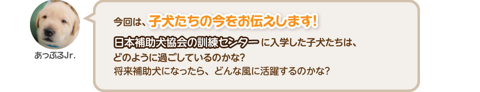 日本補助犬協会の訓練センターに入学した子犬たちは、どのように過ごしているのかな?
        将来補助犬になったら、どんな風に活躍するのかな?