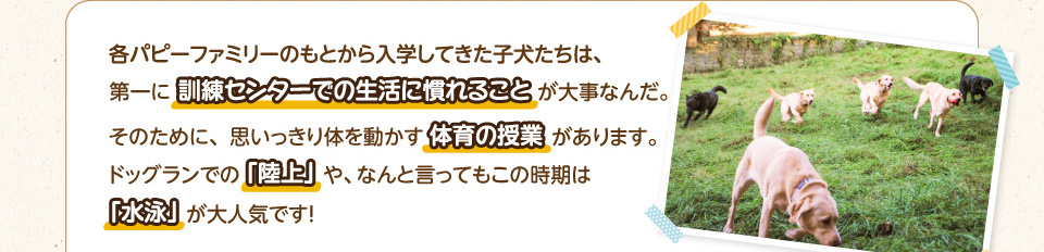 各パピーファミリーのもとから入学してきた子犬たちは、第一に訓練センターでの生活に慣れることが大事なんだ。そのために、思いっきり体を動かす体育の授業があります。
        ドッグランでの「陸上」や、なんと言ってもこの時期は「水泳」が大人気です!