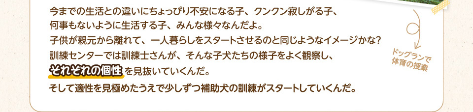 今までの生活との違いにちょっぴり不安になる子、クンクン寂しがる子、何事もないように生活する子、みんな様々なんだよ。子供が親元から離れて、一人暮らしをスタートさせるのと同じようなイメージかな?訓練センターでは訓練士さんが、そんな子犬たちの様子をよく観察し、それぞれの個性を見抜いていくんだ。そして適性を見極めたうえで少しずつ補助犬の訓練がスタートしていくんだ。