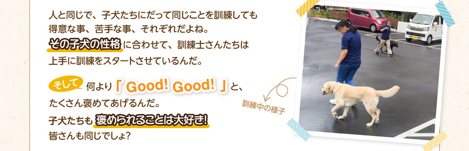 人と同じで、子犬たちにだって同じことを訓練しても得意な事、苦手な事、それぞれだよね。その子犬の性格に合わせて、訓練士さんたちは上手に訓練をスタートさせているんだ。そして何より「good!good!」と、たくさん褒めてあげるんだ。子犬たちも褒められることは大好き!皆さんも同じでしょ?