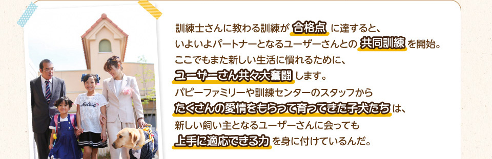 訓練士さんに教わる訓練が合格点に達すると、いよいよパートナーとなるユーザーさんとの共同訓練を開始。ここでもまた新しい生活に慣れるために、ユーザーさん共々大奮闘します。パピーファミリーや訓練センターのスタッフからたくさんの愛情をもらって育ってきた子犬たちは、新しい飼い主となるユーザーさんに会っても上手に適応できる力を身に付けているんだ。
