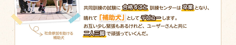 共同訓練の試験に合格すると訓練センターは卒業となり、晴れて「補助犬」としてデビューします。お互い少し緊張もあるけれど、ユーザーさんと共に二人三脚で頑張っていくんだ。